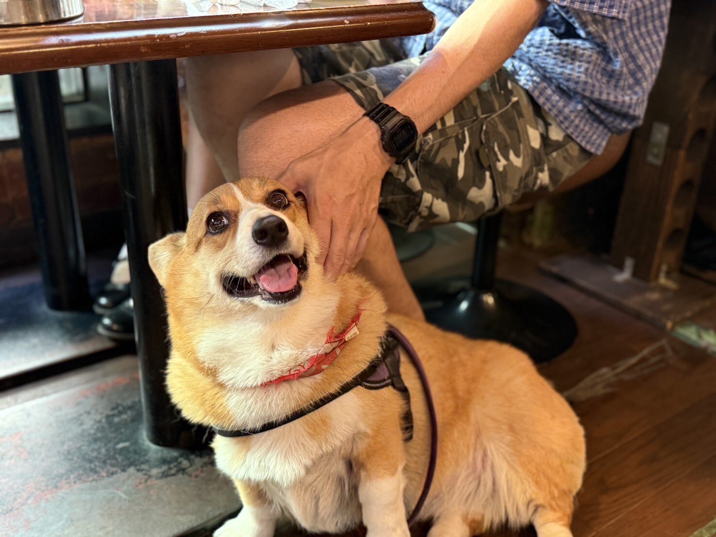 コーギー🐶May🐶 on X: 