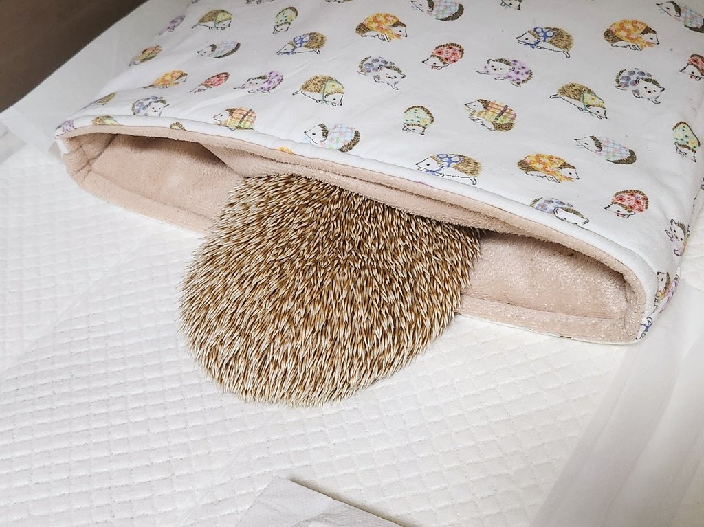 고슴도치 특)
얼굴(시야) 부분만 어두우면 어두운 곳으로 이동 완료했다고 생각함