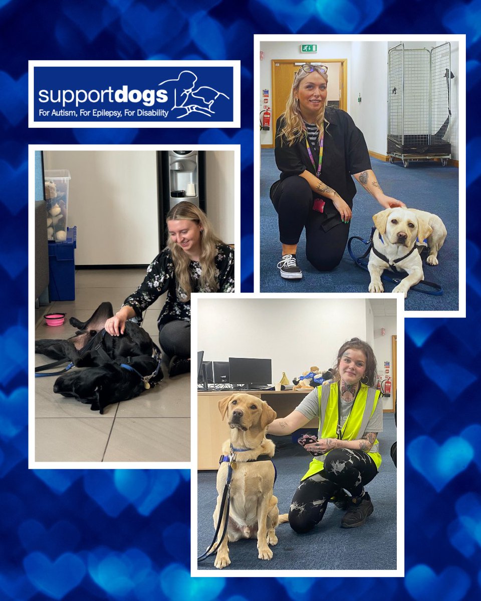 Pricecheck_UK's tweet image. 🐾 It’s International Assistance Dog Week!

We’re proud to support @SupportDogsUK – a Sheffield charity training life-changing dogs for people with autism, epilepsy and physical disabilities. 💙

Find out how you can help: ow.ly/9PLJ50Wmjbv

#AssistanceDogs #SupportDogs