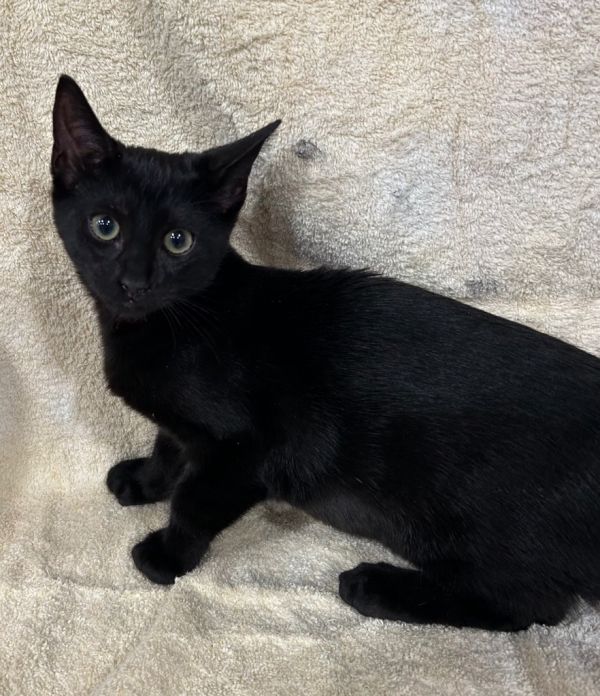 Libby Marie • Domestic Short Hair
Location: Corpus Christi, TX

More info ➜ littlepawsplace.com/redirect/libby…
Adopt from anywhere 🐾

#AdoptDontShop #PetRescue #LittlePawsPlace