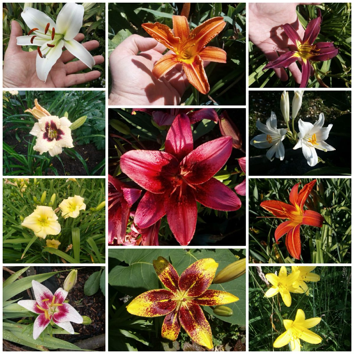 ✿Lily..'s ✿Garden*✿♪ Longfield Gardens Lily Collections, 40-count | Costco