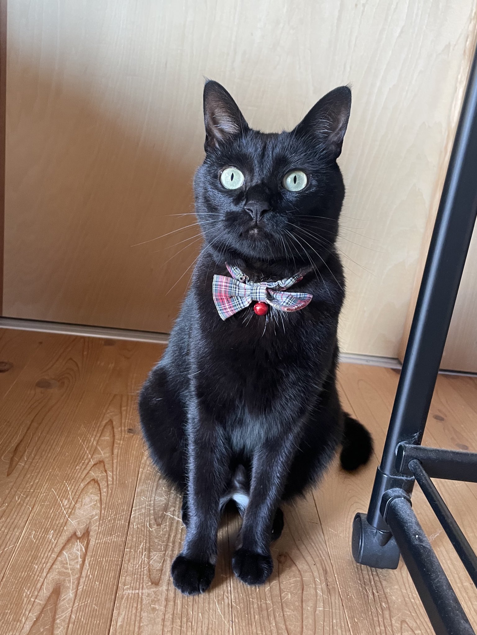 最高の猫 An overly obedient genius cat that jumps at the call of its