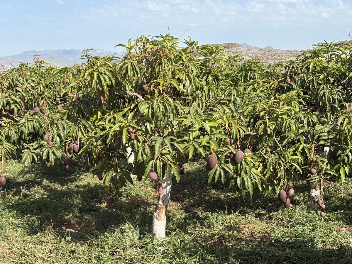 Accede a la información actualizada del estado fitosanitario de cultivos subtropicales en la provincia de Granada en la newsletter de la RAIF. lajunta.es/5tio1 #RAIF #cultivossubtropicales