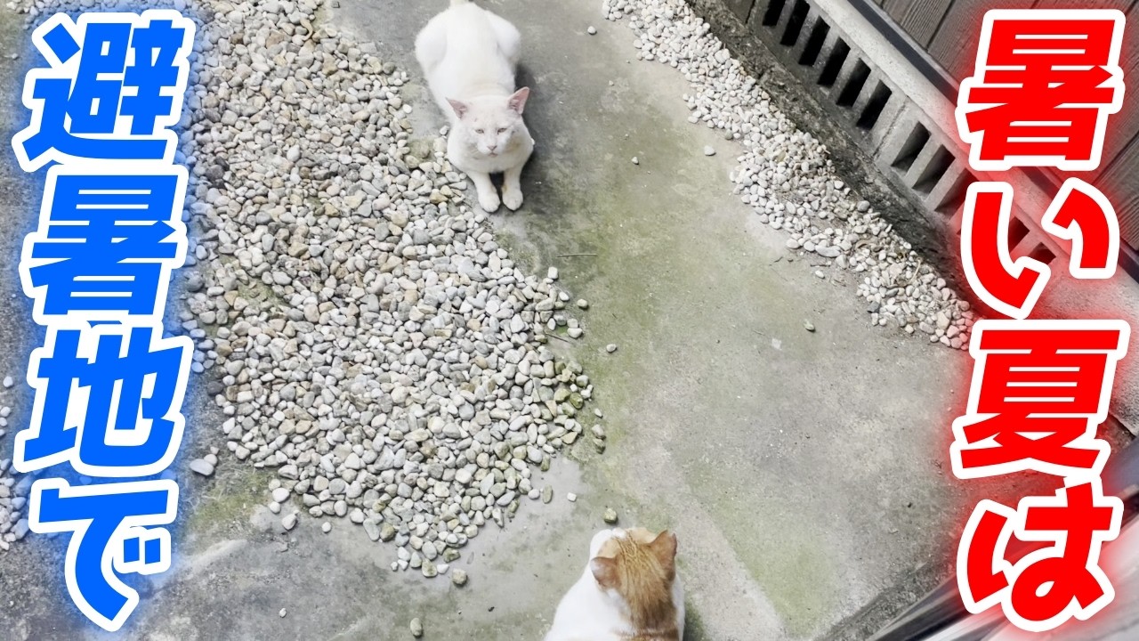 三毛猫子猫 - Search / X