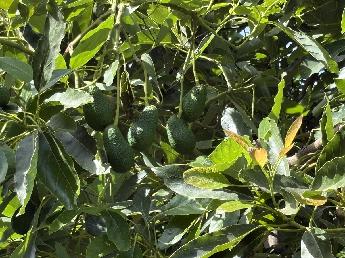 Seguimiento fitosanitario del cultivo de aguacate en la parcela demostrativa GIP de La Nacla, Motril (Granada) youtube.com/watch?v=NQfGrB… #RAIF #GIP