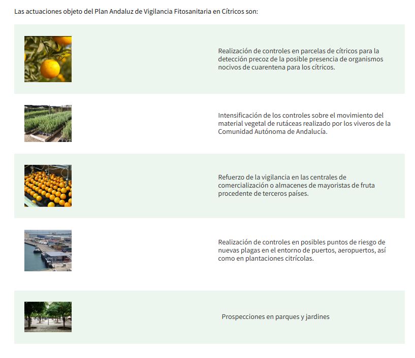 Actuaciones del Plan Andaluz de Vigilancia Fitosanitaria en Cítricos lajunta.es/5t2c6 #RAIF #PVC