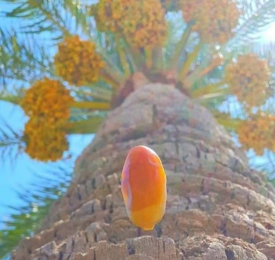 "لولا سموم القيظ ما جاد النخيل"
هذه المقولة لا تنطبق على النخيل فقط! فحتى أنت لا بد أن تمسك قسوة الحياة، وتتحمل مشقتها، حتى تُنضجك وتُخرج أطيب ما فيك"