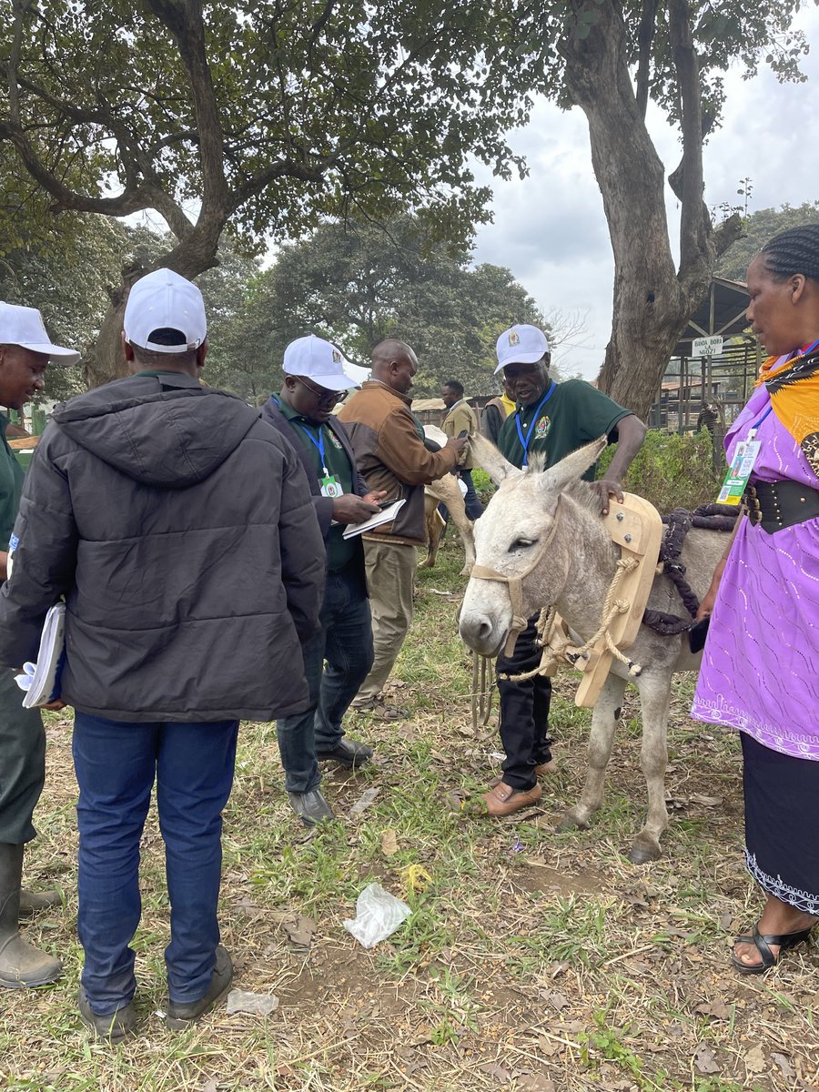 aspa_tz's tweet photo. Donkeys stole the show at Nane Nane Zonal Parade in Njiro, Arusha 🐴
One pulled a cart with a proper collar, another crossed with a packsaddle—escorted by her foal.
A great moment to promote humane harnessing & treatment!
#NaneNane2025 #DonkeyWelfare #aspatz https://t.co/GIjXVoA1uo