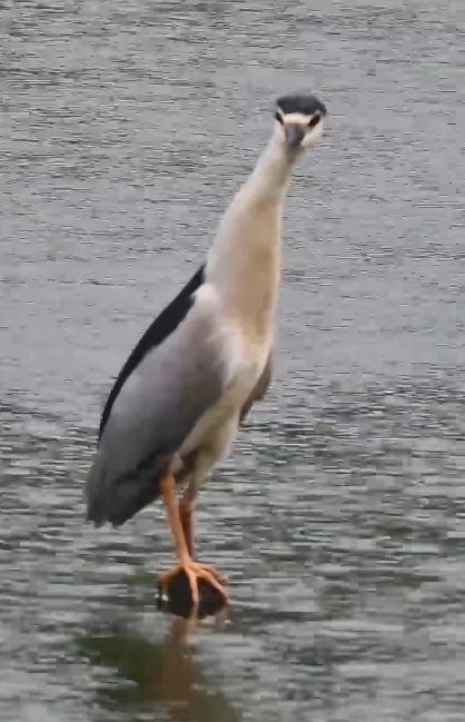 〖天蓝/空韵〗 tweet media