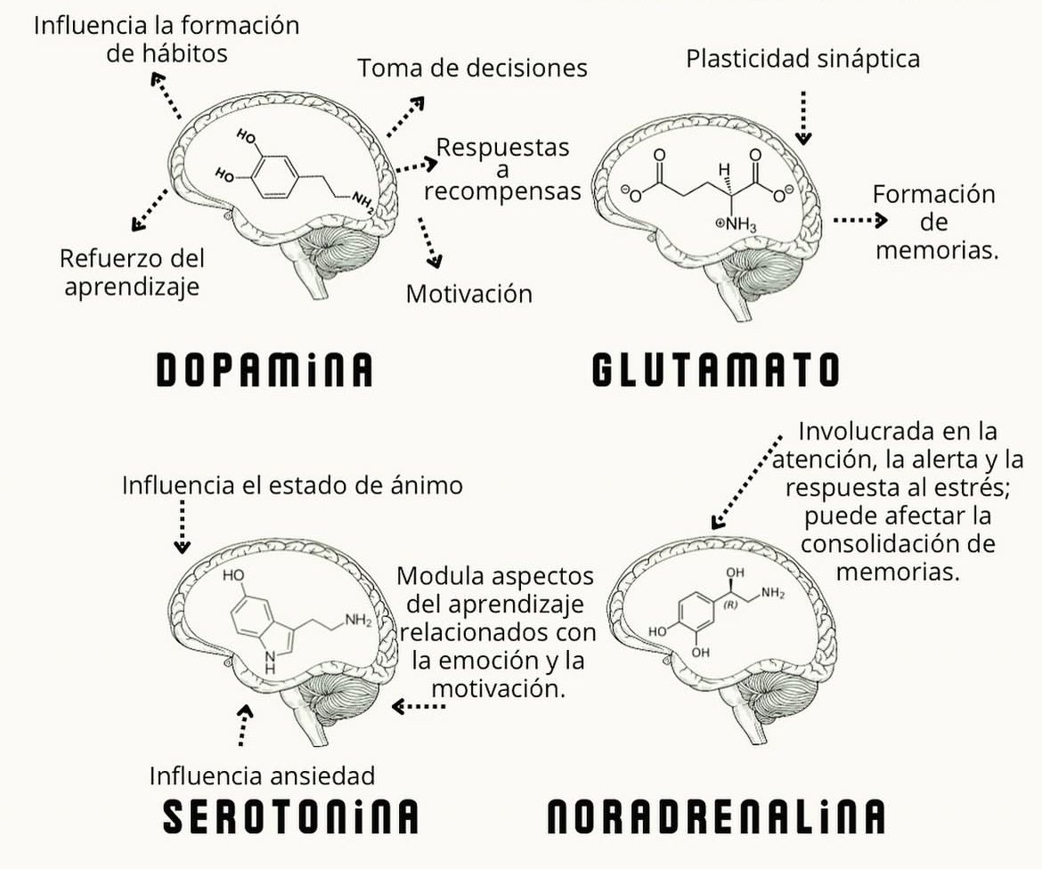 JulioFdez79's tweet photo. Los NEUROTRANSMISORES acetilcolina, dopamina, glutamato, GABA, serotonina y noradrenalina juegan roles importantes en diversos aspectos del aprendizaje, la memoria, la motivación y la regulación del estado de ánimo. https://t.co/WWGoZWUrjE