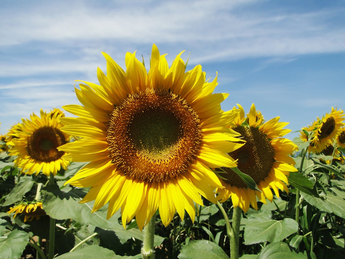 津南ひまわり広場2025】 先日からの大雨によりまわりが一部倒壊しま