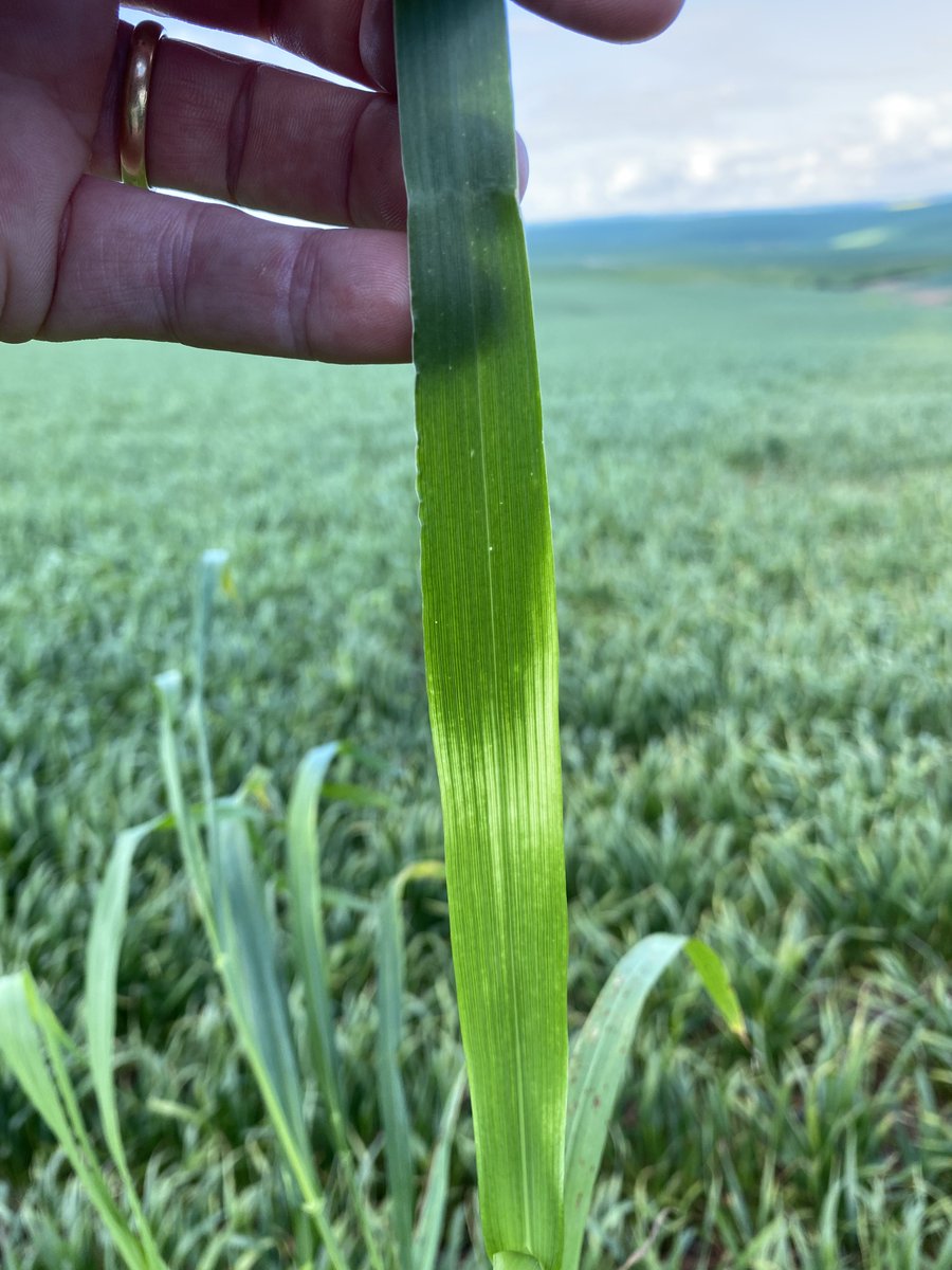 RoryBlok's tweet image. Anyone know what this could be on the wheat? 🌾#asktwitter
