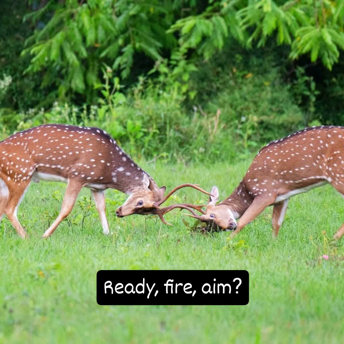 Knotrite tweet media