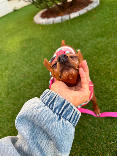 spacecloud_kr's tweet photo. 대추 좋아하는 사람, 춤춰! 🐾

번식장 모견에서
사랑받는 가족이 되기까지의
대추 이야기를 담았어요. 

대추에 대해 더 많이 알고 싶은 팬이라면
도시산책에서 대추 보호자님과 나눈 
인터뷰를 읽어 보세요! @daechusz 🐶 https://t.co/gs3P5pSXuh