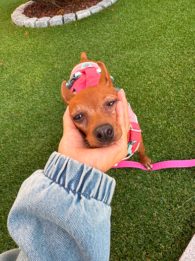 spacecloud_kr's tweet photo. 대추 좋아하는 사람, 춤춰! 🐾

번식장 모견에서
사랑받는 가족이 되기까지의
대추 이야기를 담았어요. 

대추에 대해 더 많이 알고 싶은 팬이라면
도시산책에서 대추 보호자님과 나눈 
인터뷰를 읽어 보세요! @daechusz 🐶 https://t.co/gs3P5pSXuh