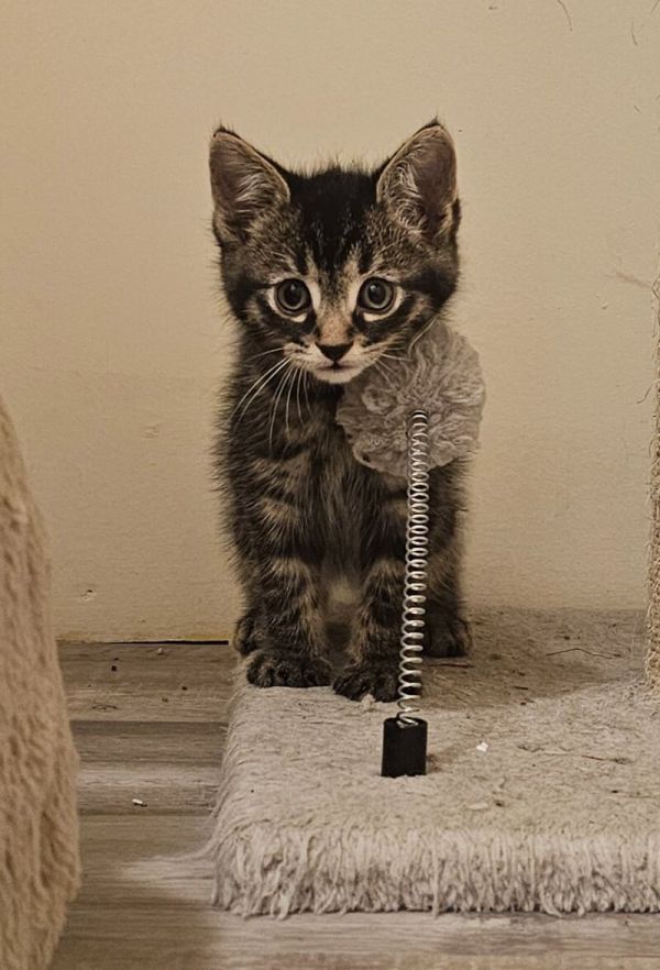 Wilson • Domestic Short Hair
Location: Colmar, PA

More info ➜ littlepawsplace.com/redirect/wilso…
Adopt from anywhere 🐾

#AdoptDontShop #PetRescue #LittlePawsPlace