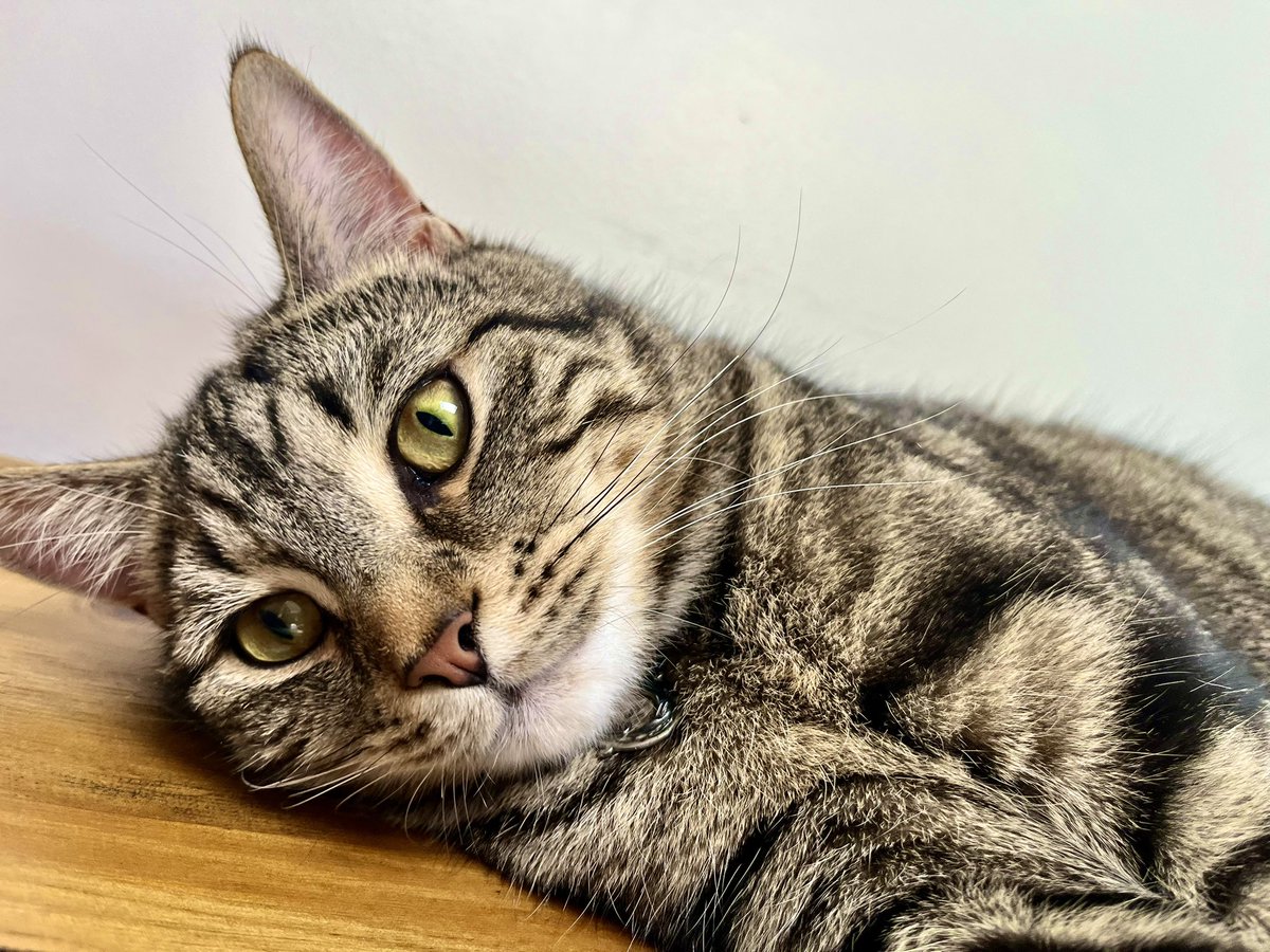 Hello? Is anybody there? This is Percy! Ron told me how to take some selfies and say hello to you. I hope Malcy won’t mind 🐾 🐾 🐾 
I wanted to tell you that it’s nearly our GOTCHA DAY. I found Mum and this Family on the 12th August last year. Can you believe it?
I was scared on