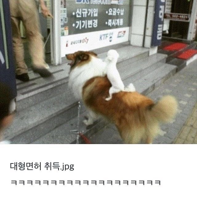 대형먼허 취득