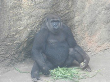 #千葉市動物公園 のニシゴリラのオス「モンタ」との繁殖のため、東京都恩賜上野動物園からメスの「モモカ」が仲間入りします！
ゴリラの共同繁殖はJAZA加盟の動物園で相互に協力しながら取り組んでおり、今回の移動は2024年から各園で調整を進めてきました🦍(企)
詳しくは▶x.gd/RmxKu