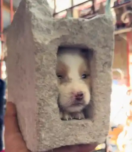 $DIB
距离电报监控群第一次播报，截止当前最高3x 
ca: 
EWYtkRuavbDKTsHqfSUSyo5diffxduGcsMufjpWfpump
GMGN看线直达:
gmgn.ai/sol/token/NeM9…
SOL免费电报监控群:
t.me/JiFengSOL