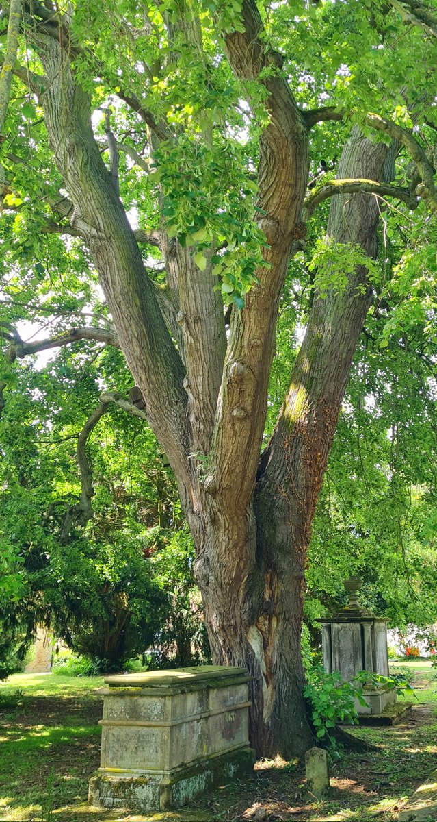 Mike Redwood 🇺🇦 📚🕊💚 tweet media