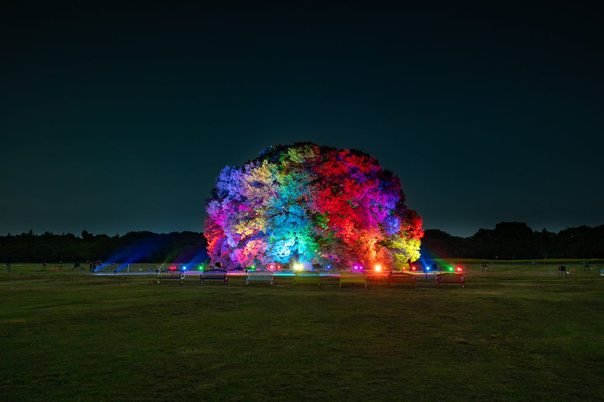 ほしぞら散歩」はいよいよ8/9から開催！ みんなの原っぱ大ケヤキの他に