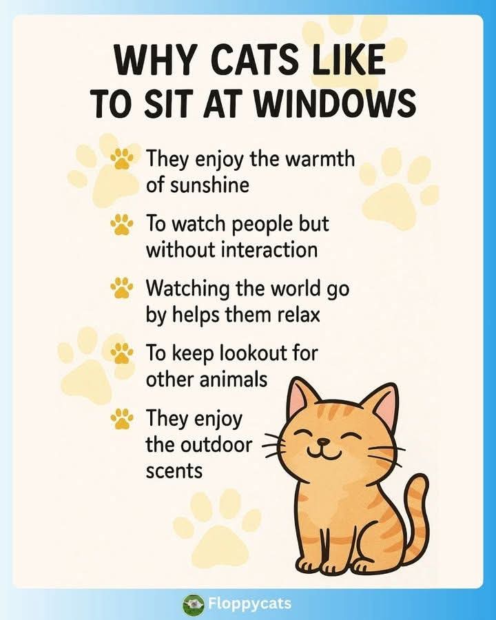 BlogSeahorse's tweet image. 