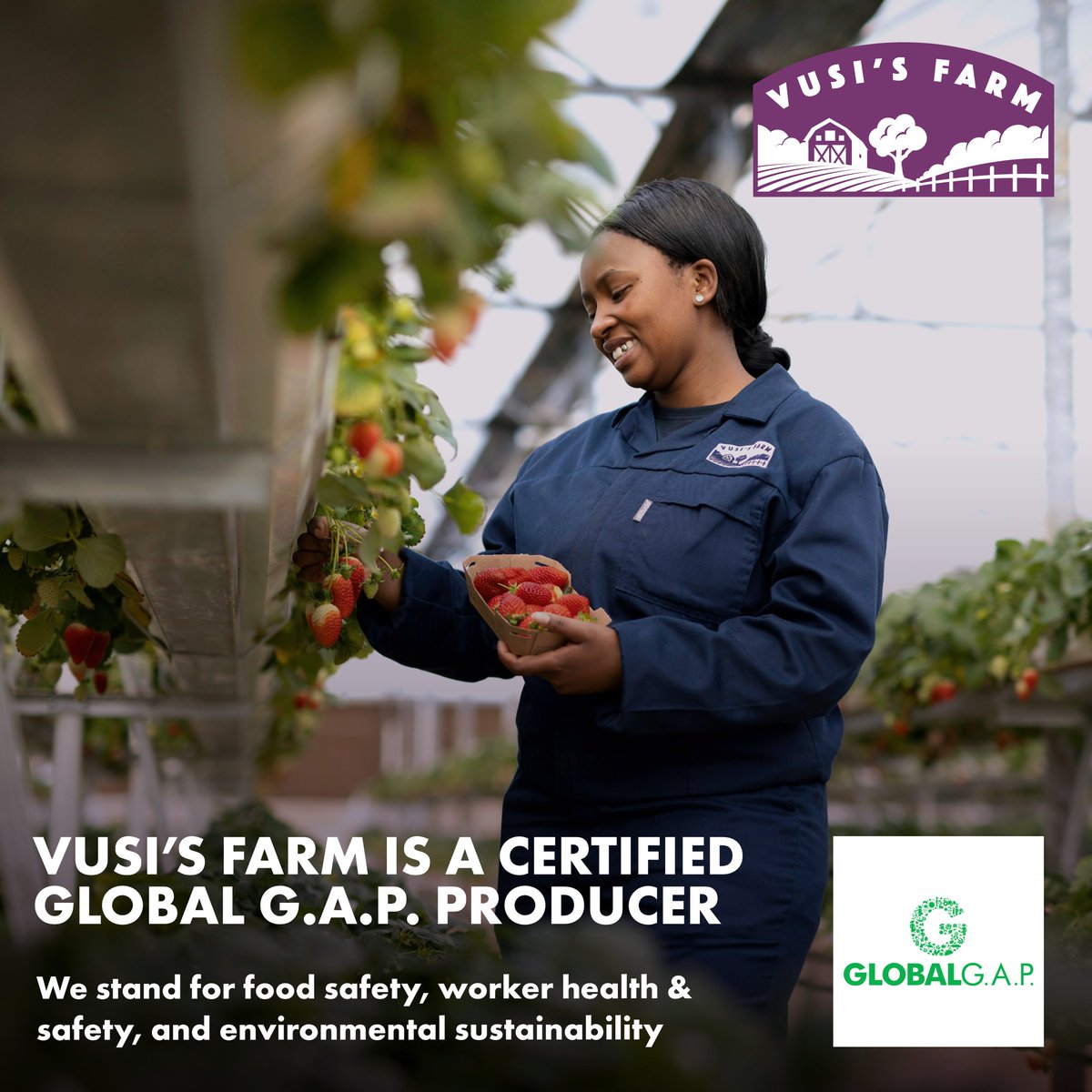 vusisfarm's tweet photo. #VusisFarm has achieved international standards for Good Agricultural Practices and has been awarded the @GLOBALGAP certificate for three consecutive years.  🍓🍓 https://t.co/TWwZ2JJpbP