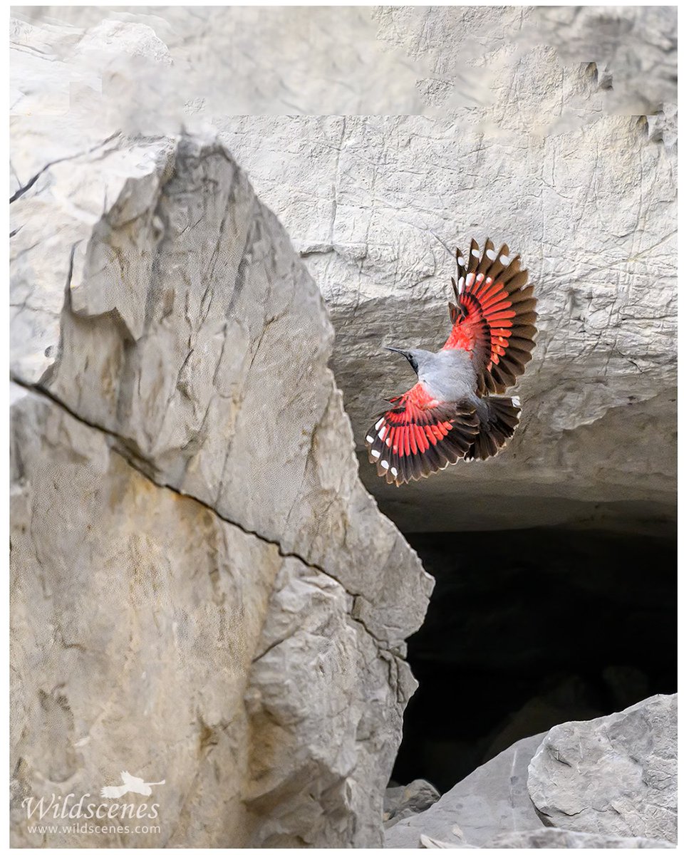 WildscenesUK's tweet photo. High in the Picos de Europa there are jewels to be found. Never close but incredible to see is the wallcreeper.
#BirdsOfTwitter #birdsofspain @UKNikon #naturephotography https://t.co/eiy8y5Iw6r