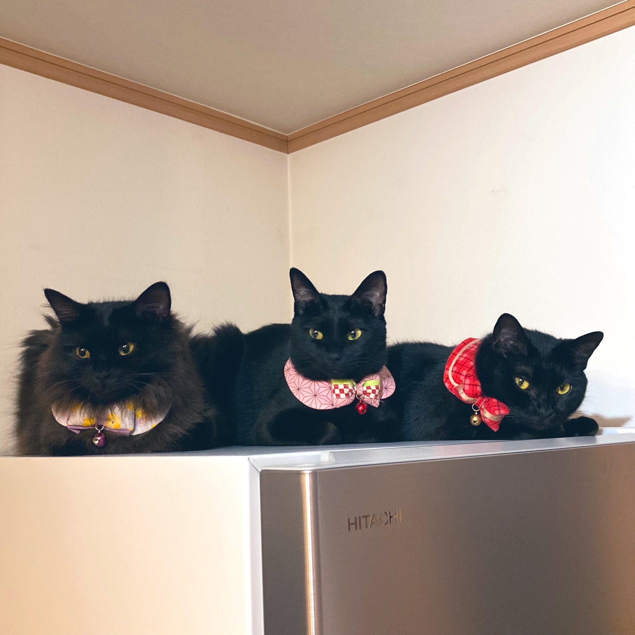 額 女豹に黒猫 額 女豹に黒猫 1635364.jpeg