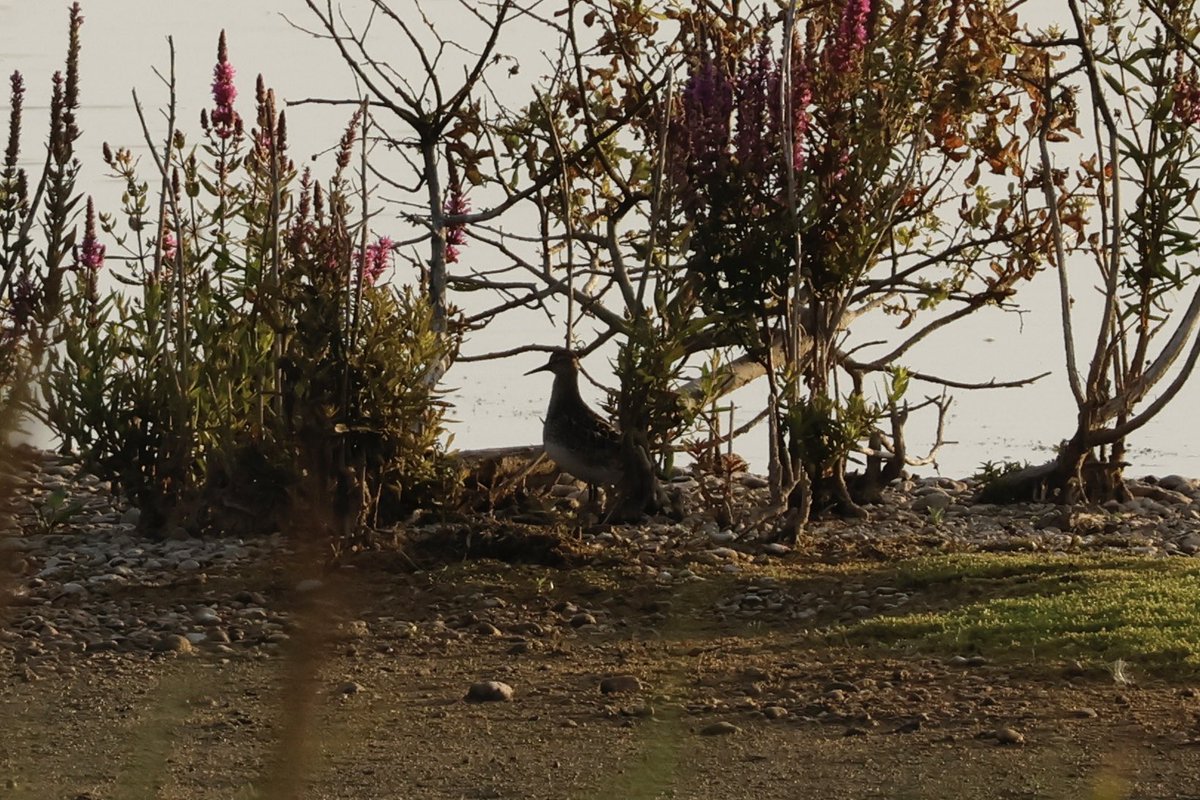 Ben Collins-Smith tweet media