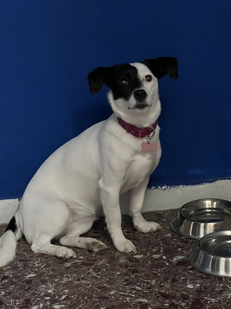 Οταν θέλεις να πας βόλτα και απλά περιμένεις πότε θα σηκωθεί το μουλάρι ο μπαμπάς σου να σε πάει 🙄🐶🥰