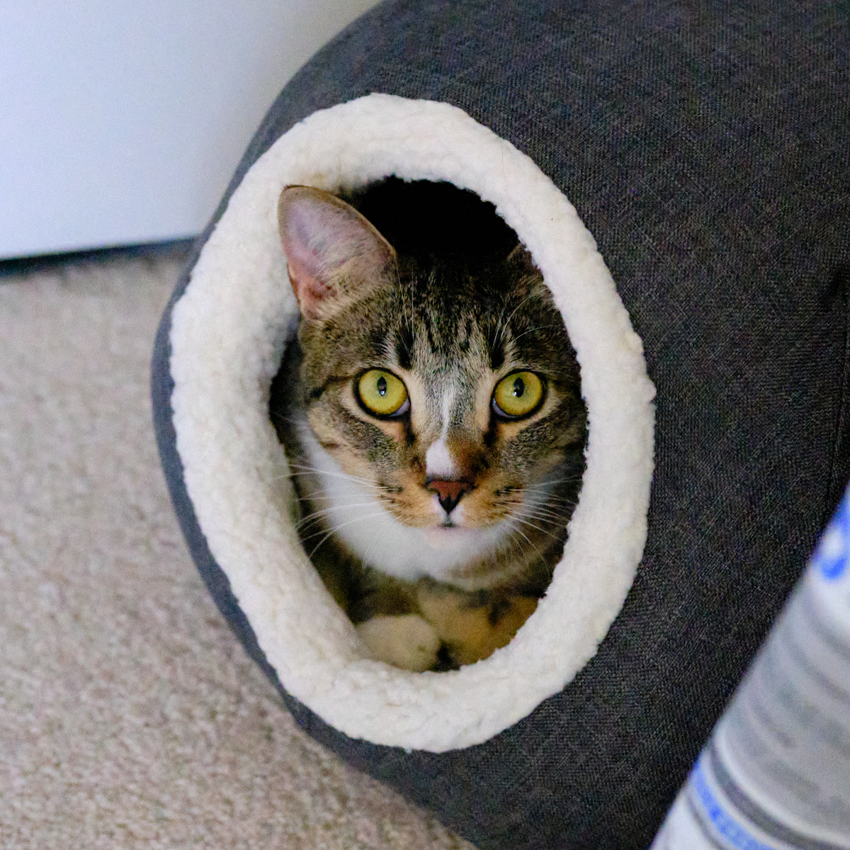 Renee' Martin (@sachikoko) on Twitter photo 🙏🏽PLZ SHARE
💖Sweet 6YO Brown #Tabby & White Kitty GRETCHEN💖
😿Waiting Since Mar. 2021 For a #FureverHome🏡
▶adoptapet.com/pet/33651768-o…
📹youtu.be/5zxIPWE0_CQ
🙏🏽#Adopt #AdoptDontShop
#Acampo, #CA #Lodi #SanJoaquinCounty
✅Cats <a href="/AdoptRescueCats/">Adoptable Rescue Cats in California</a> #ForgottenSoulsHour #US #Cats 🙏🏽PLZ SHARE
💖Sweet 6YO Brown #Tabby & White Kitty GRETCHEN💖
😿Waiting Since Mar. 2021 For a #FureverHome🏡
▶adoptapet.com/pet/33651768-o…
📹youtu.be/5zxIPWE0_CQ
🙏🏽#Adopt #AdoptDontShop
#Acampo, #CA #Lodi #SanJoaquinCounty
✅Cats <a href="/AdoptRescueCats/">Adoptable Rescue Cats in California</a> #ForgottenSoulsHour #US #Cats