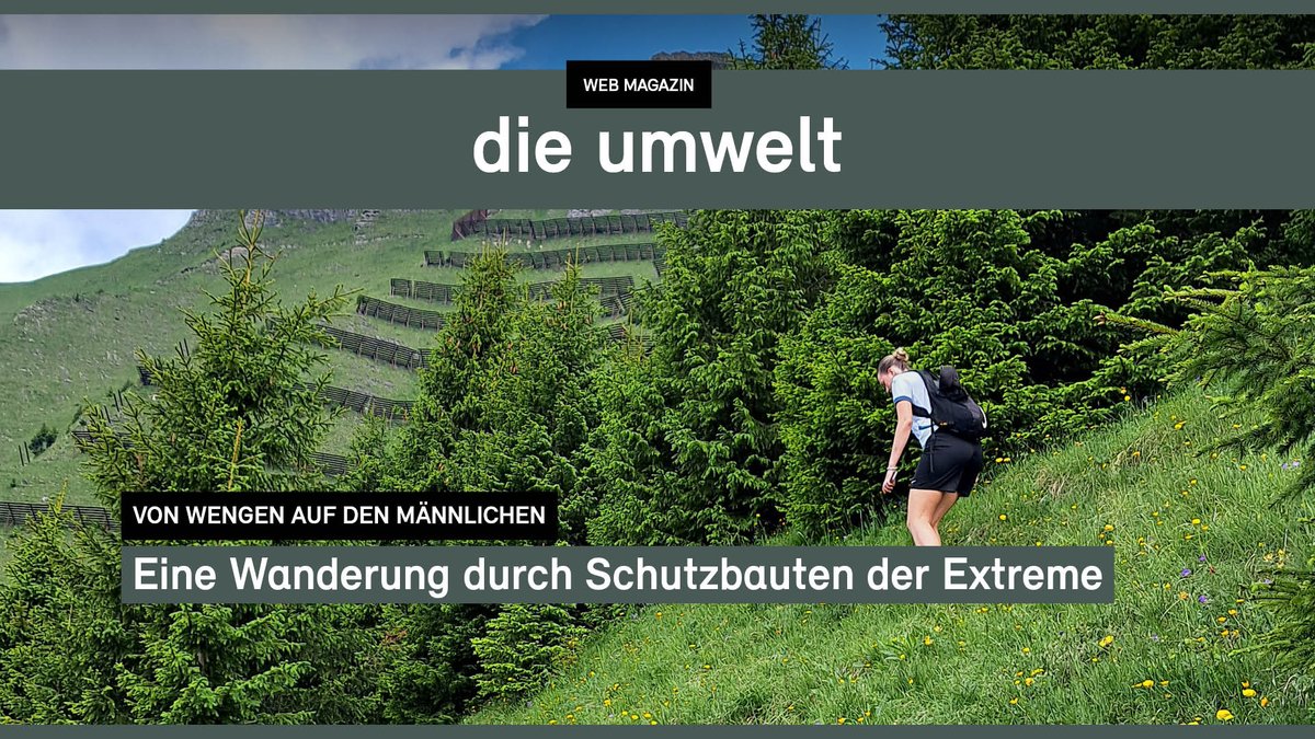 Wie schützt man ein Bergdorf vor Lawinen? Mit Schutzbauten aus Holz und Stahl. Der Weg von Wengen zum Männlichen zeigt es eindrücklich. Artikel im Webmagazin «die umwelt» weiterlesen👉 dieumwelt.ch/artikel/von-we…

#DieUmwelt #Lawinenschutz #Wengen #Berge