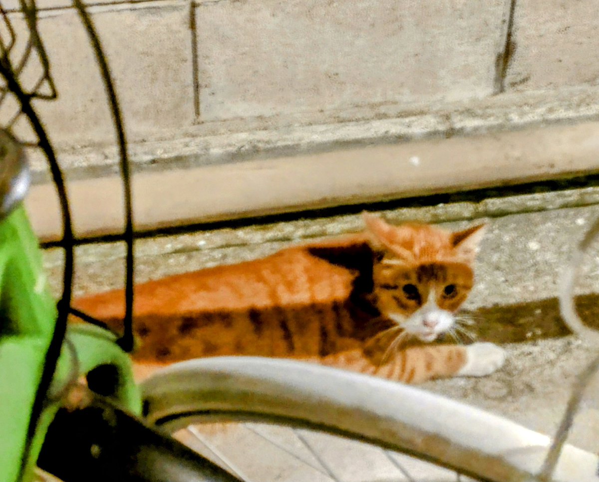 暑いよね🐱ツンデレちゃん🐱