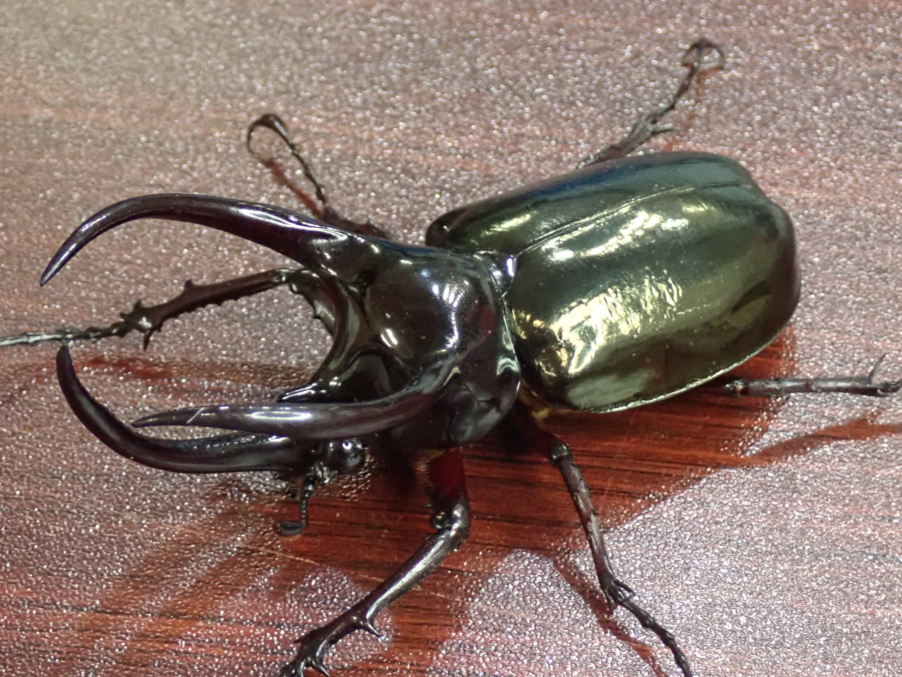 九谷焼 松田蘇川作 沢守半翠画 霊芝 御本手 茶碗 共箱 古物。