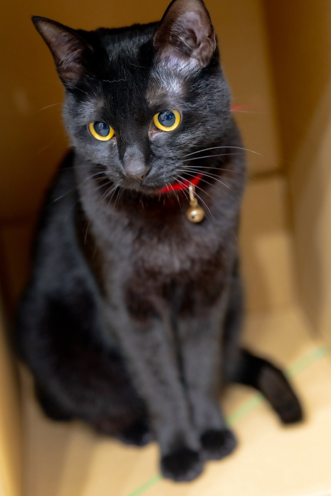 ねこ HUMAN MADE HEART 立ち上が CUSHION クッション