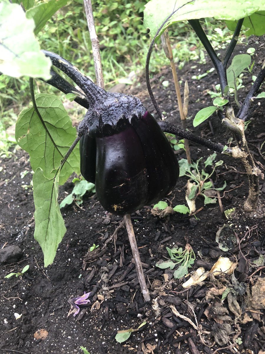 今日は畑仕事！！