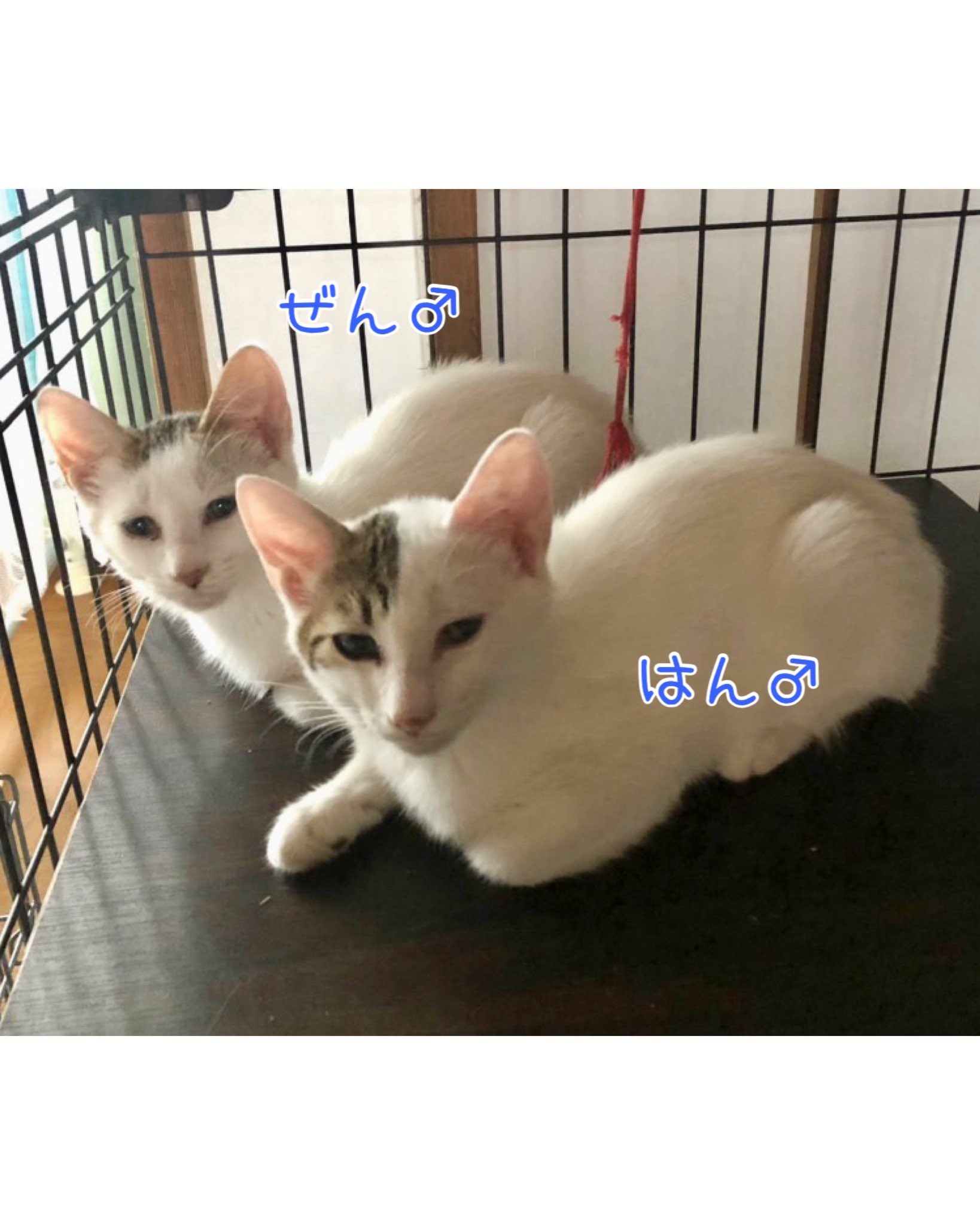 あめゆきねこ あめゆき@保護猫との暮らし (@ameyuki210) • Instagram photos