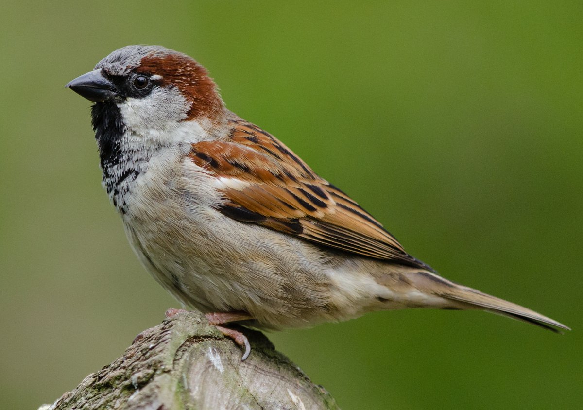 GigaByteJournal (@gigabytejournal) on Twitter photo A new sequenced and annotated bird genome from <a href="/prashbio/">Prash Suravajhala</a> et al.
Whole genome sequencing and assembly of the house sparrow, Passer domesticus doi.org/10.46471/gigab… A new sequenced and annotated bird genome from <a href="/prashbio/">Prash Suravajhala</a> et al.
Whole genome sequencing and assembly of the house sparrow, Passer domesticus doi.org/10.46471/gigab…