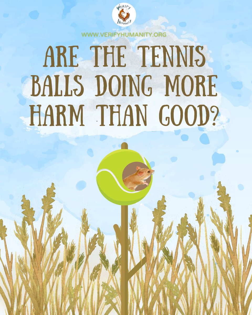 VeriHumanity's tweet photo. Not all good intentions help wildlife 🎾
Giving tennis balls as homes to harvest mice may seem kind, but it disrupts their natural nesting, affects natural selection, and adds plastic pollution. Let’s support wildlife by preserving natural habitats instead. 🌿🐭
#wimbledon2025 https://t.co/VMkBzc2M2E