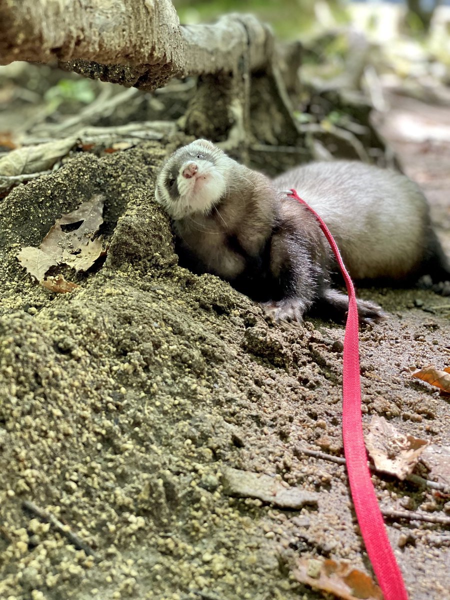 ラブちゃん/Mai (@love_chan729) / X