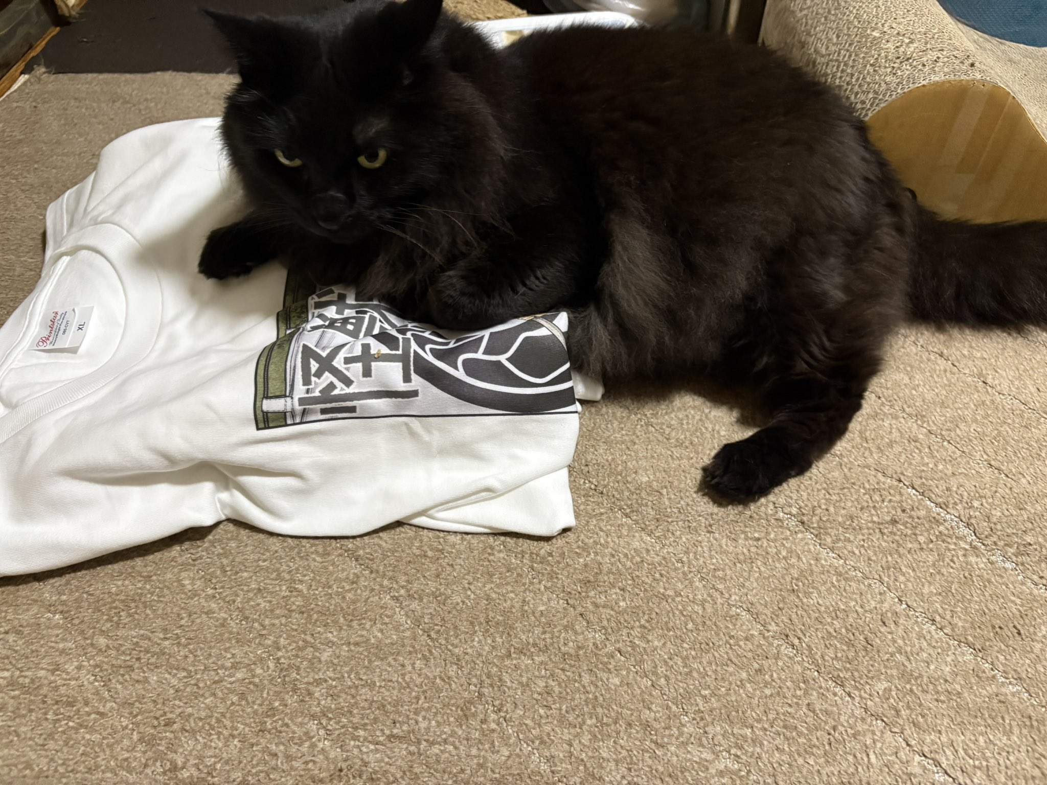 黒猫のジジ on X: 