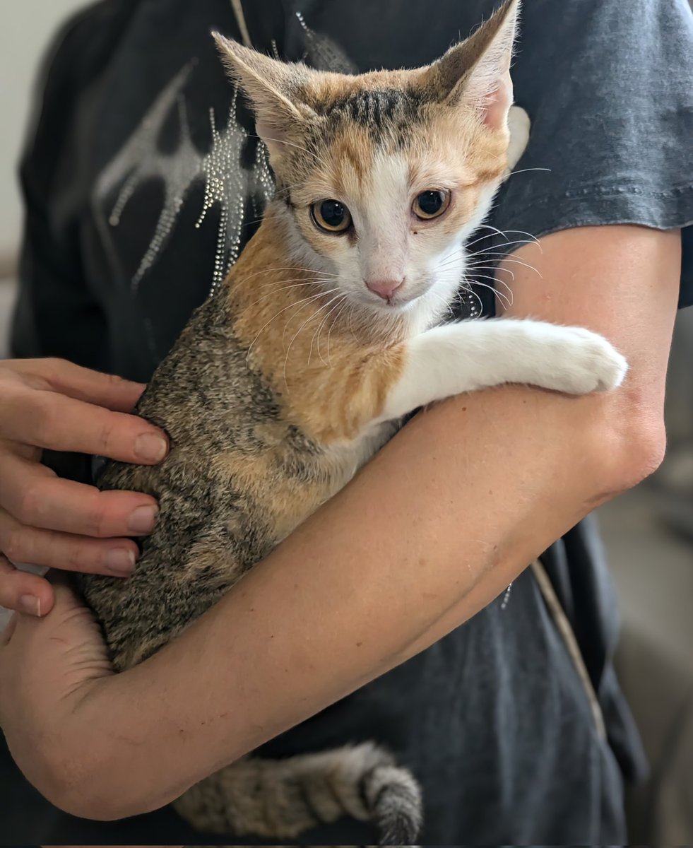 Вчера фотографировала котятков в приюте. Братислава и остальная Словакия, посмотрите какие хорошенькие, возьмите себе кисю. (Это конечно не все)