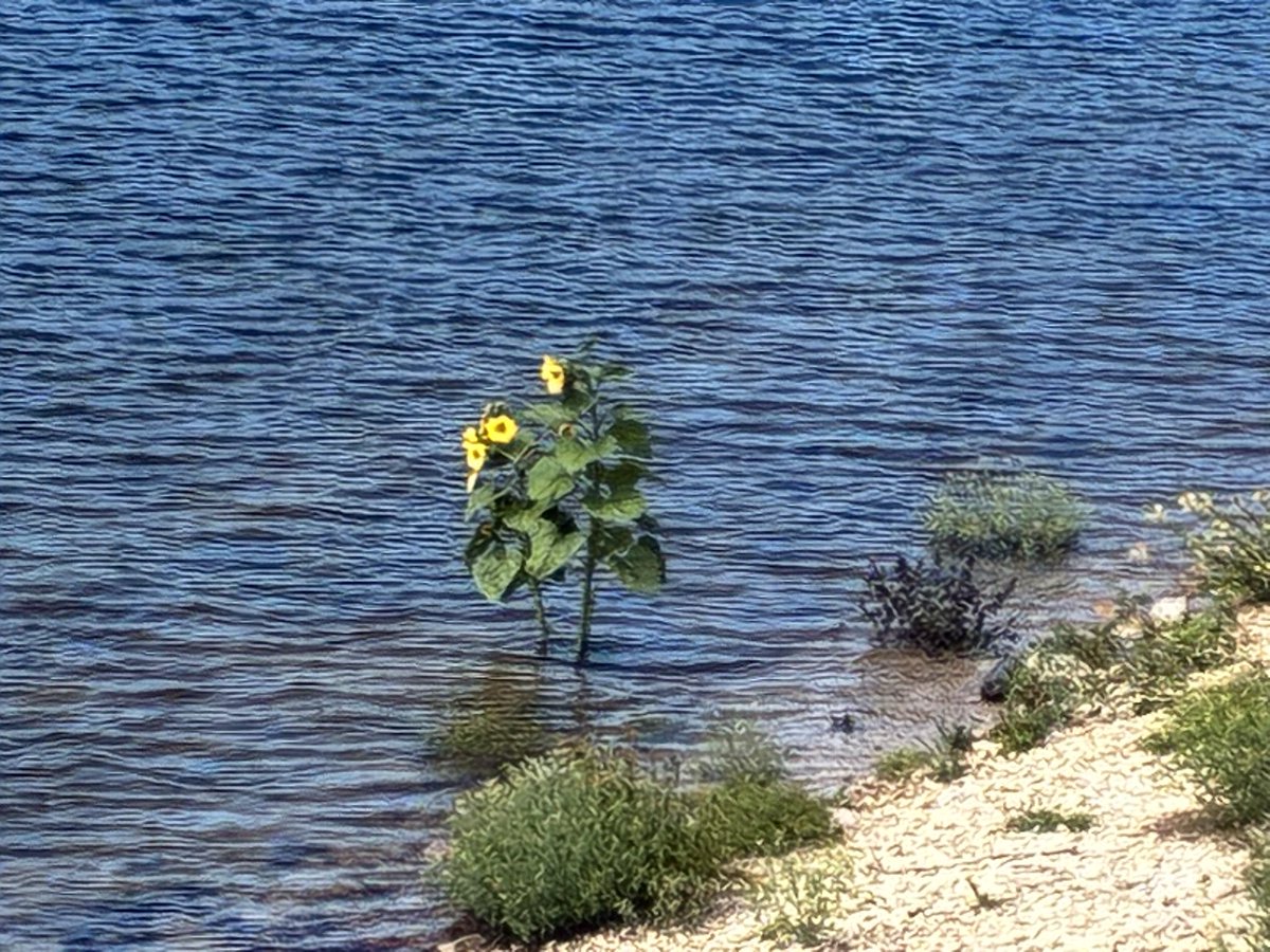 Sonnenblumen mit Fussbad am #Schluchsee