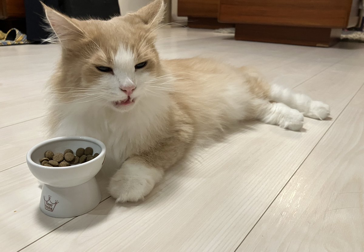 くつろぎながら飯を食う自堕落な猫(2)