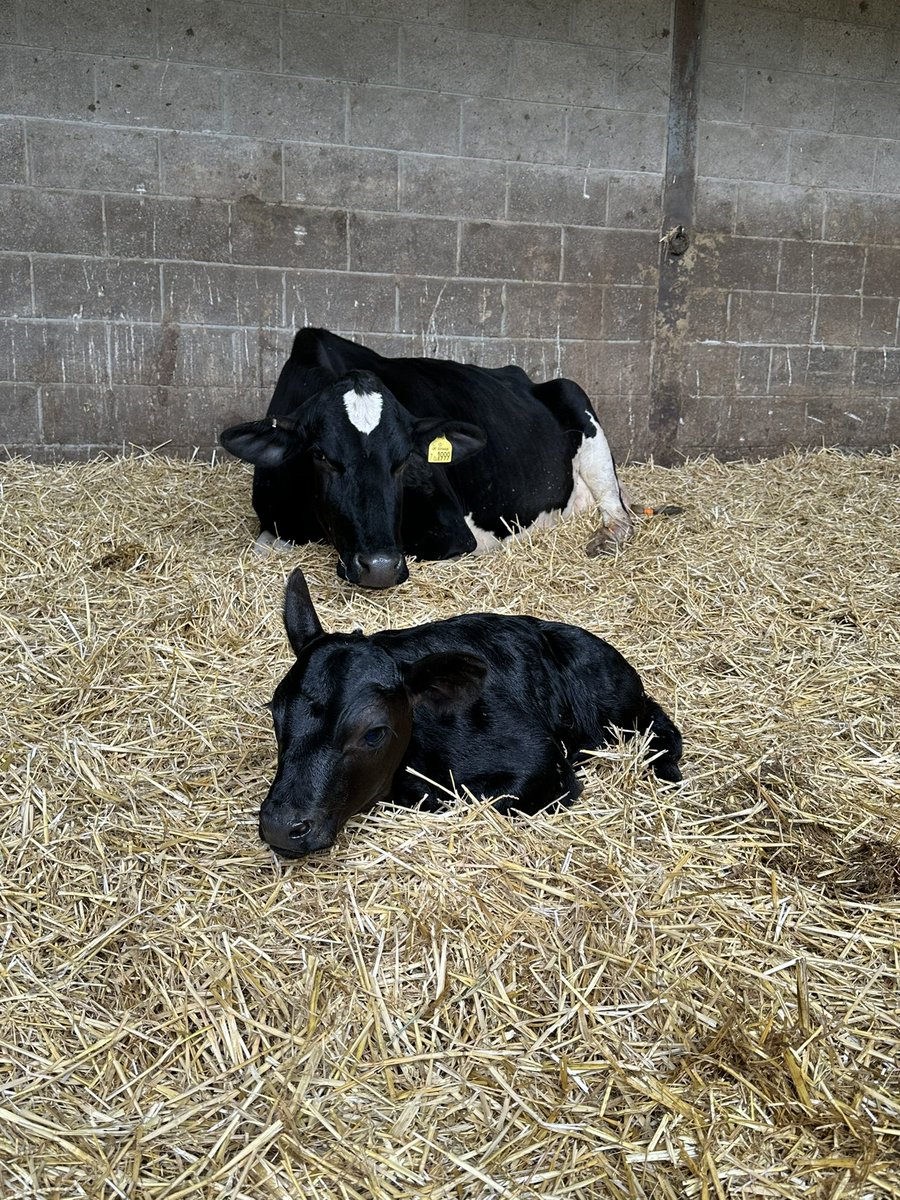 Another dry day here in Gloucestershire for #farm24 - The cows are off to find some grass for a few hours. We’ve also had one new arrival so far, a Aberdeen Angus cross. Both doing well.  <a href="/NFUtweets/">National Farmers' Union</a> <a href="/NFU_Dairy/">NFU Dairy</a> <a href="/FarmersGuardian/">Farmers Guardian</a>
