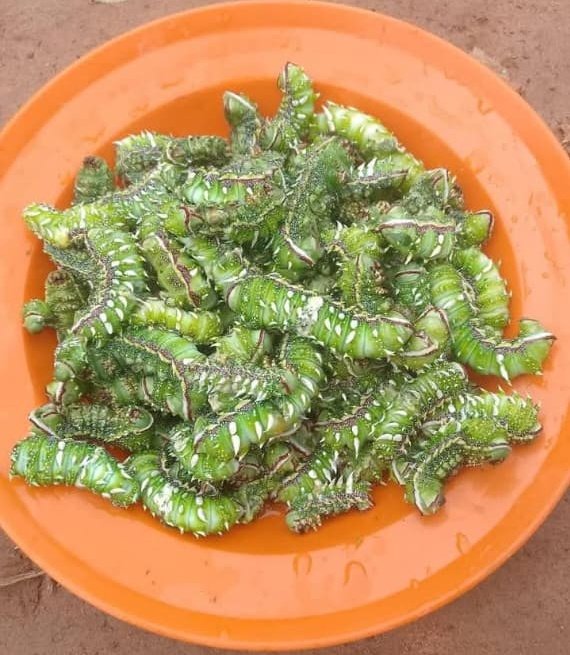 𝐌𝐫. 𝐊𝐢𝐥𝐢𝐟𝐢𝐚𝐧 tweet media