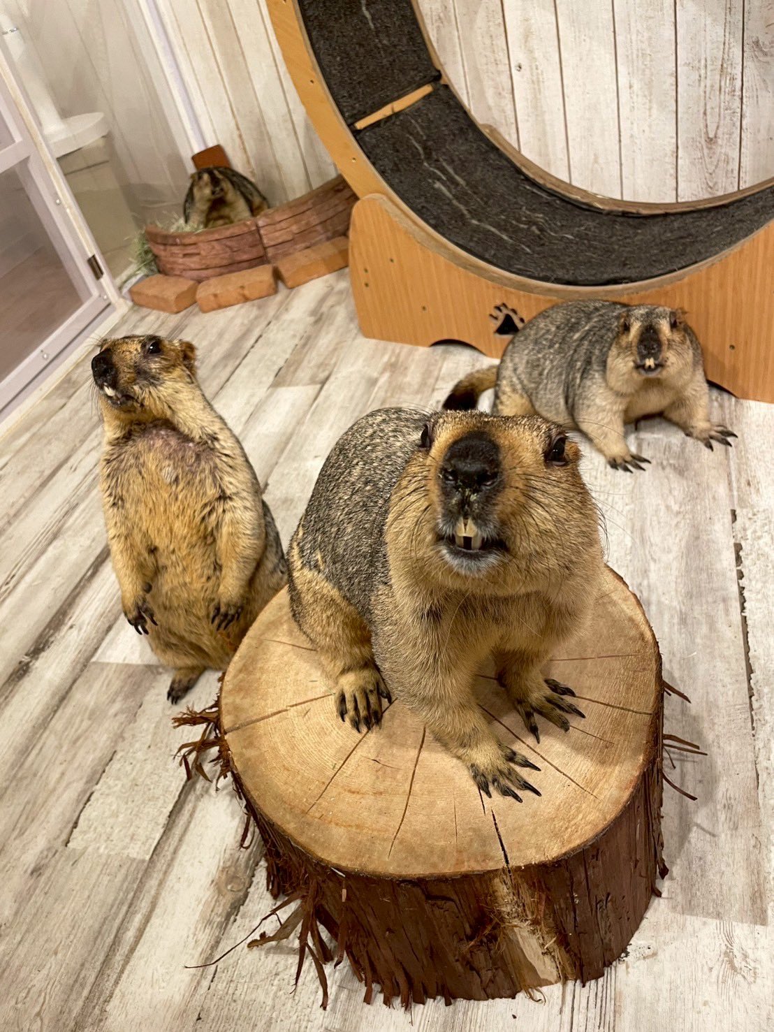 ウーリーマーモット①　カリブ ウーリーマーモット① カリブ 【公式通販】