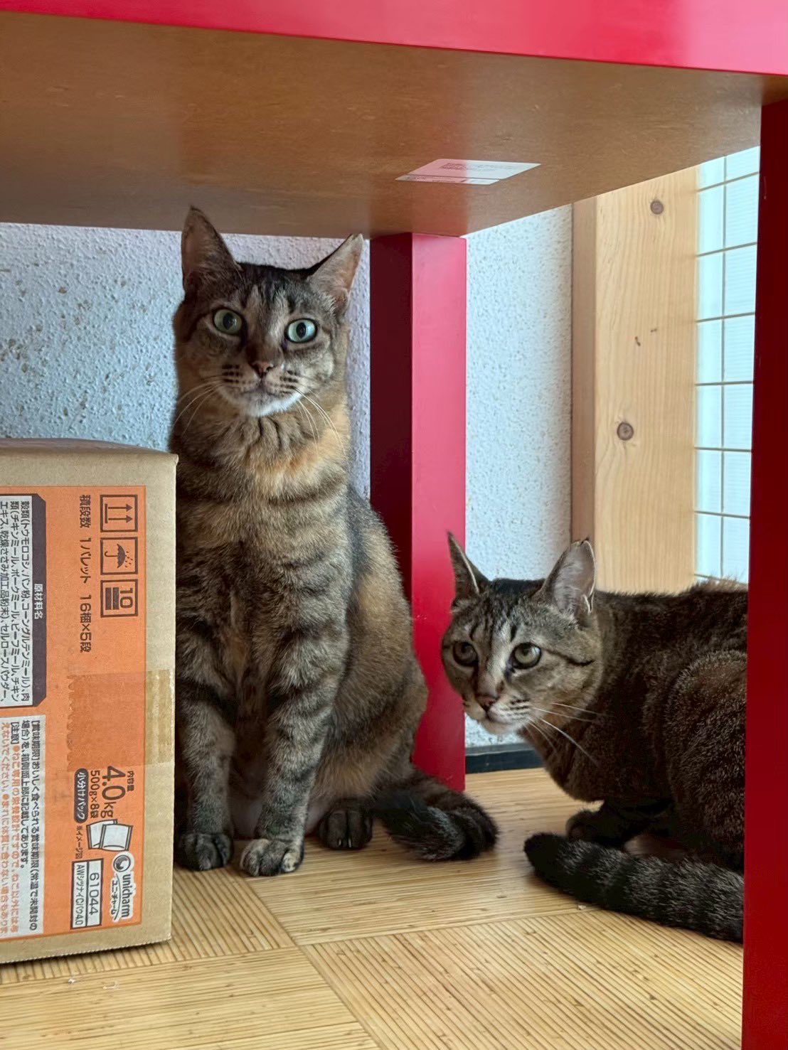 ねこねこ様おまとめ専用 17点 ねこにすと | #ねこにすと 心斎橋オーパ🐱 投票シール🐾TOP22の